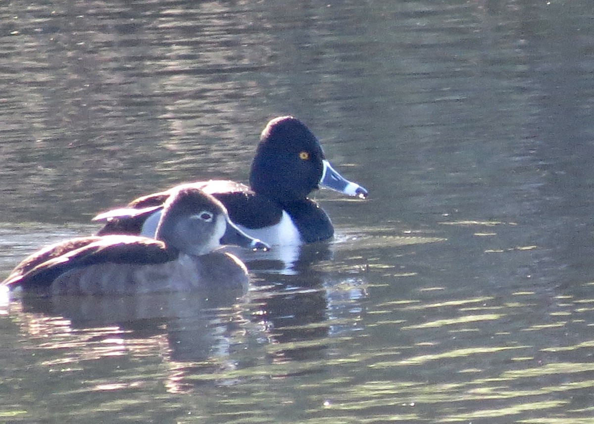 Ring-necked Duck - ML135171131