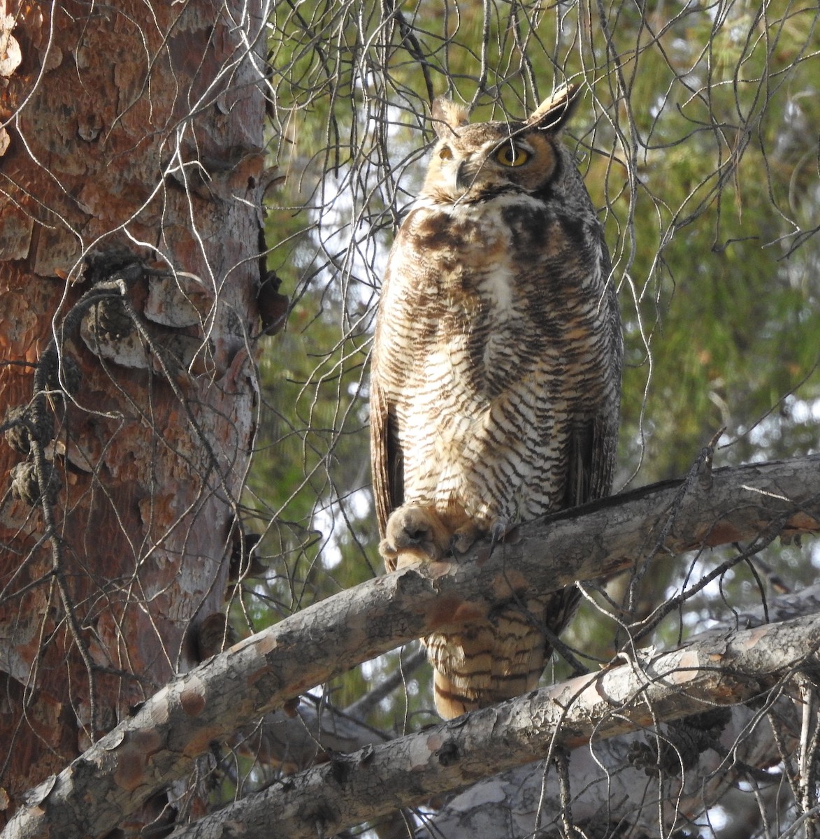 Great Horned Owl - ML135171471