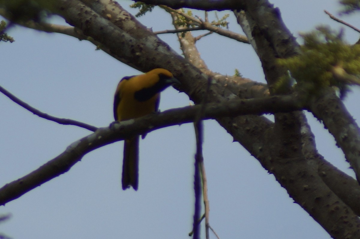 Yellow-tailed Oriole - Ryan Zucker