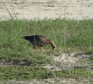 Greater White-fronted Goose, ML135177601