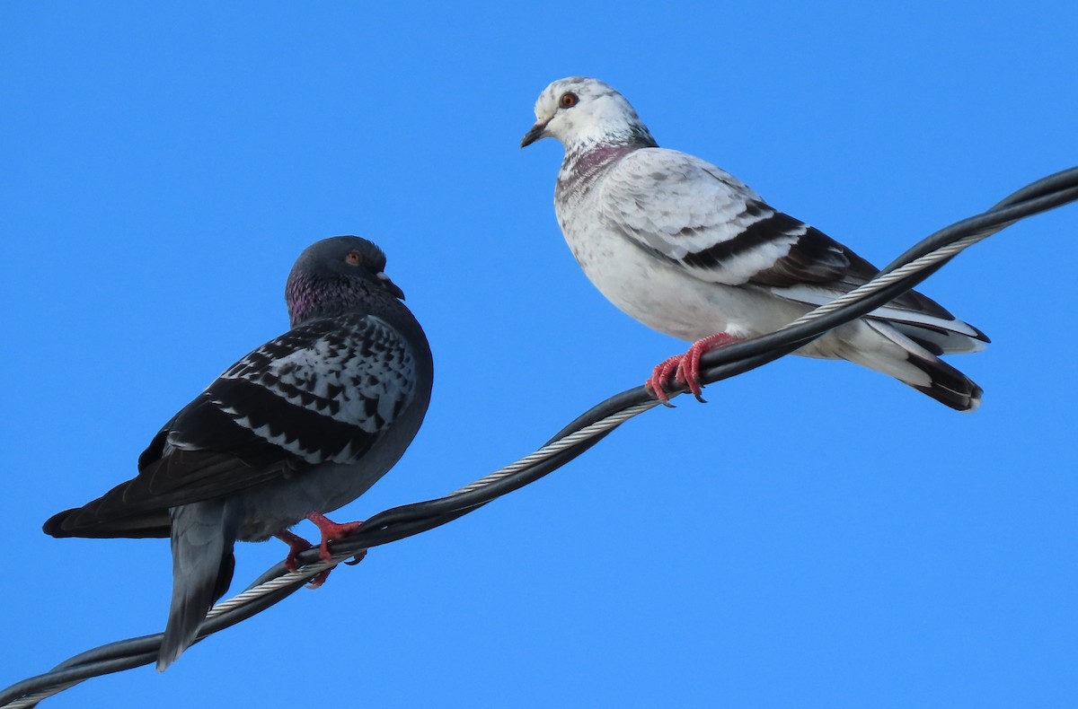 Rock Pigeon (Feral Pigeon) - Dave Bowman