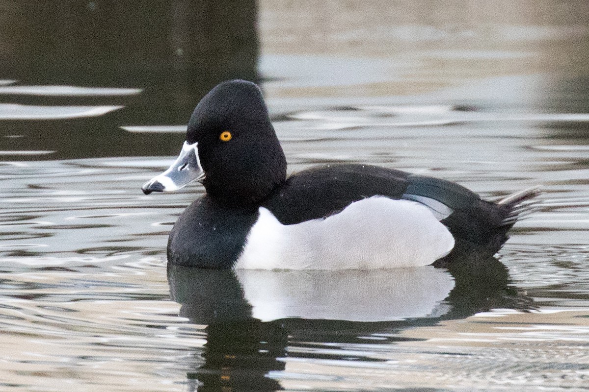 Ring-necked Duck - ML135180091