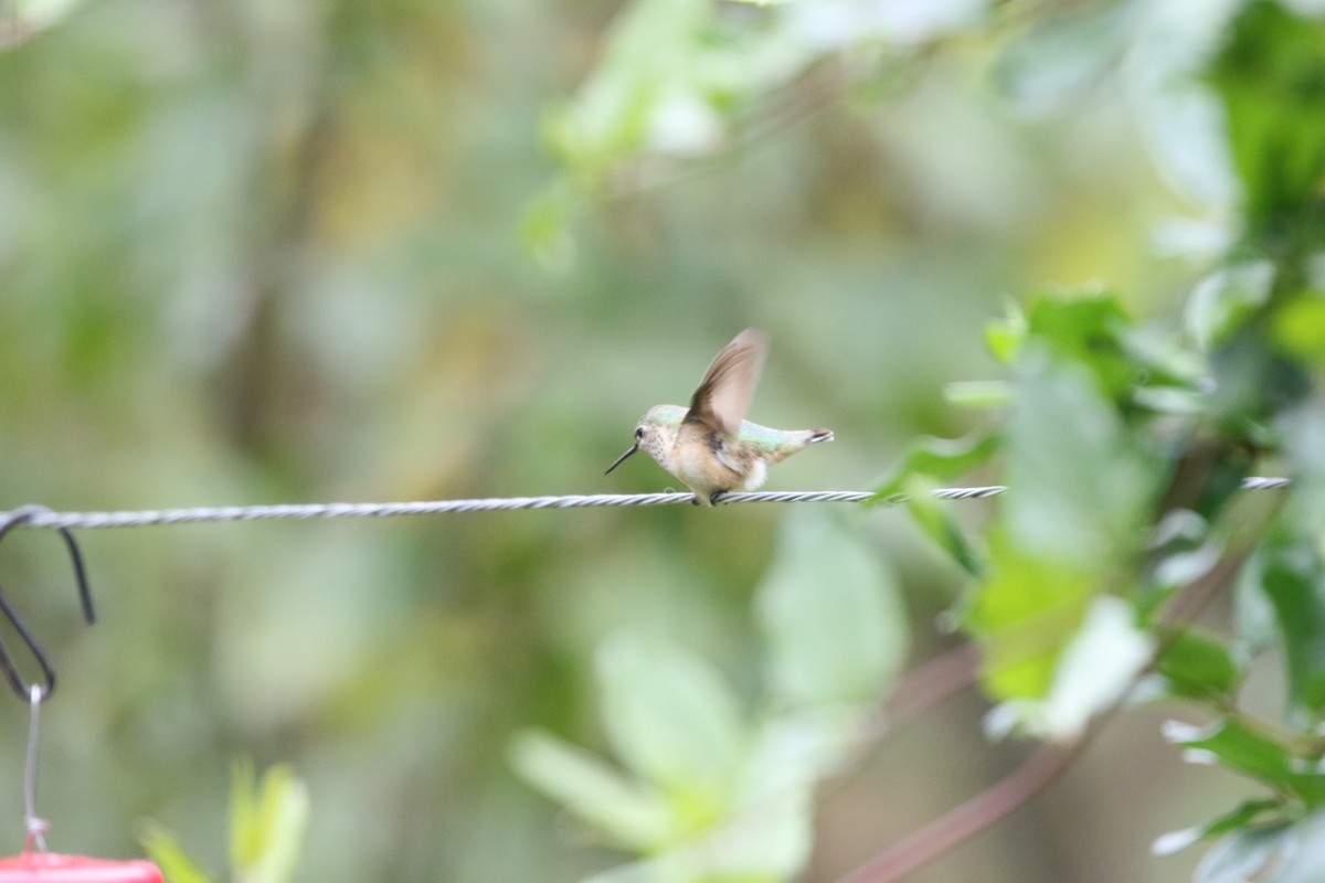 Calliope Hummingbird - Dan Gesualdo