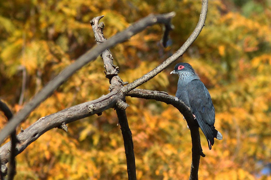 Madagascar Blue-Pigeon - ML135180621