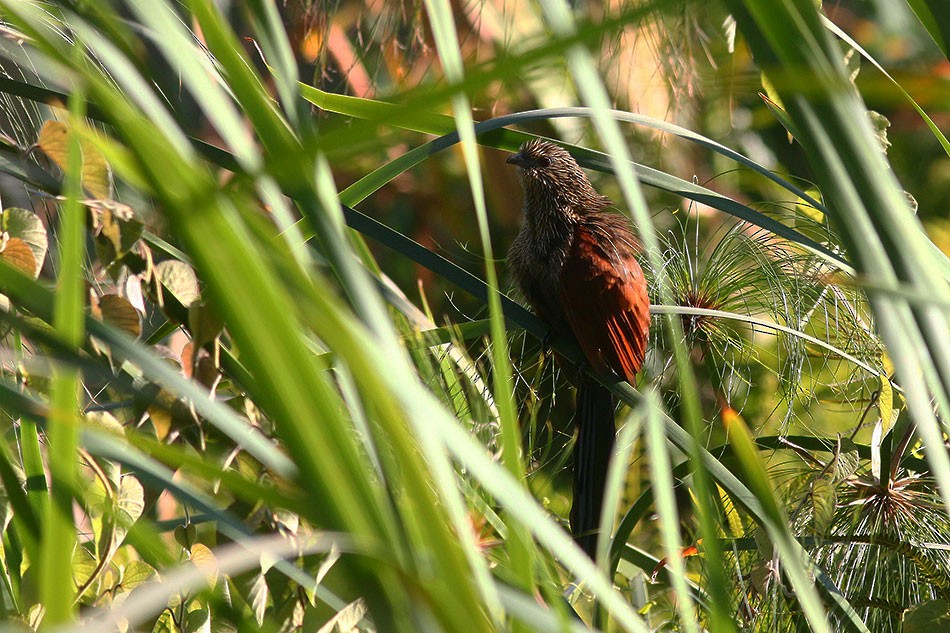 Malagasy Coucal - ML135181541