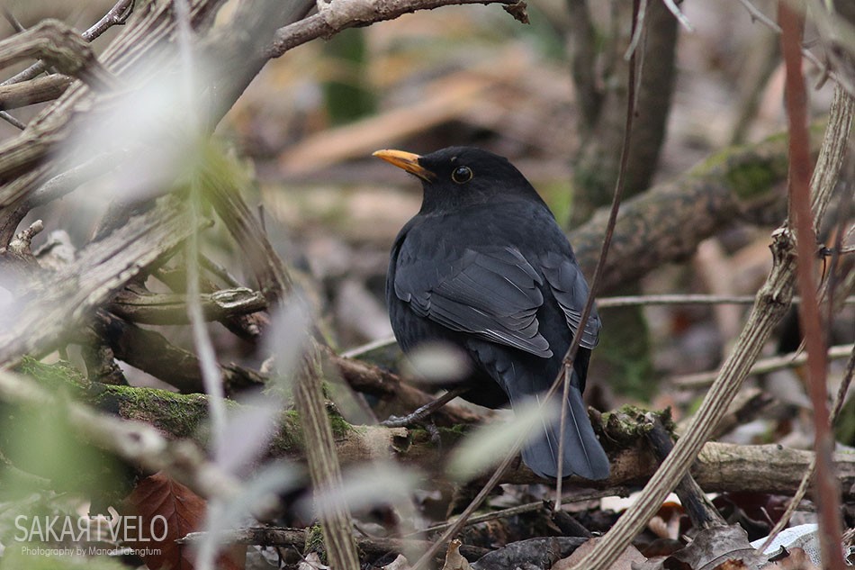 Eurasian Blackbird - Manod Taengtum
