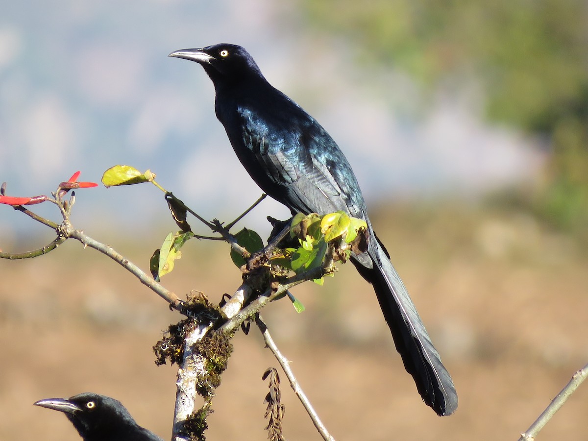 Great-tailed Grackle (Great-tailed) - Jafeth Zablah