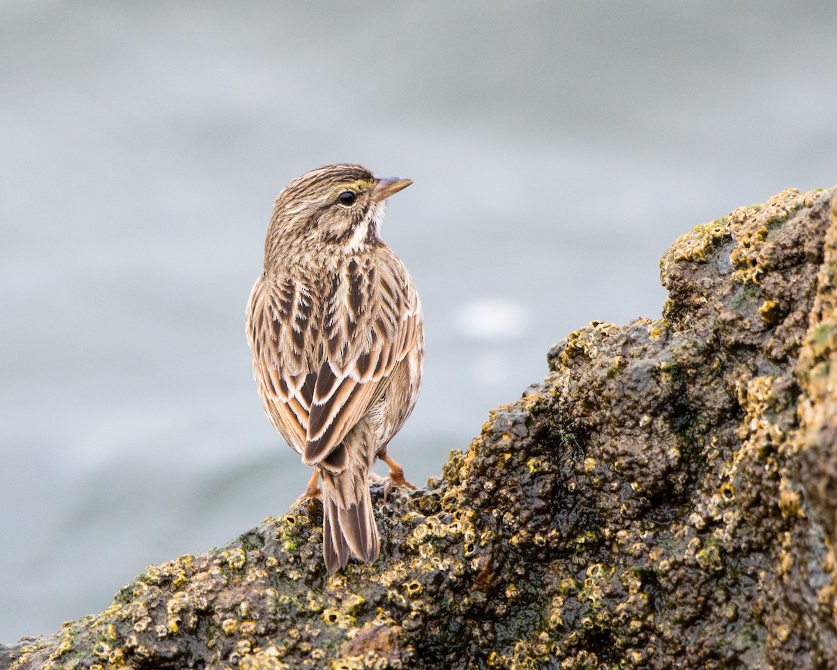 Savannah Sparrow - ML135183981