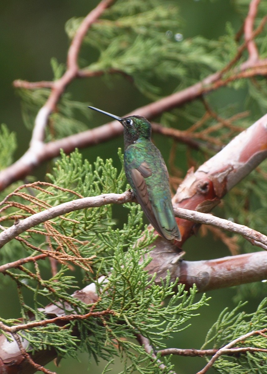 Berylline Hummingbird - Dan Gesualdo