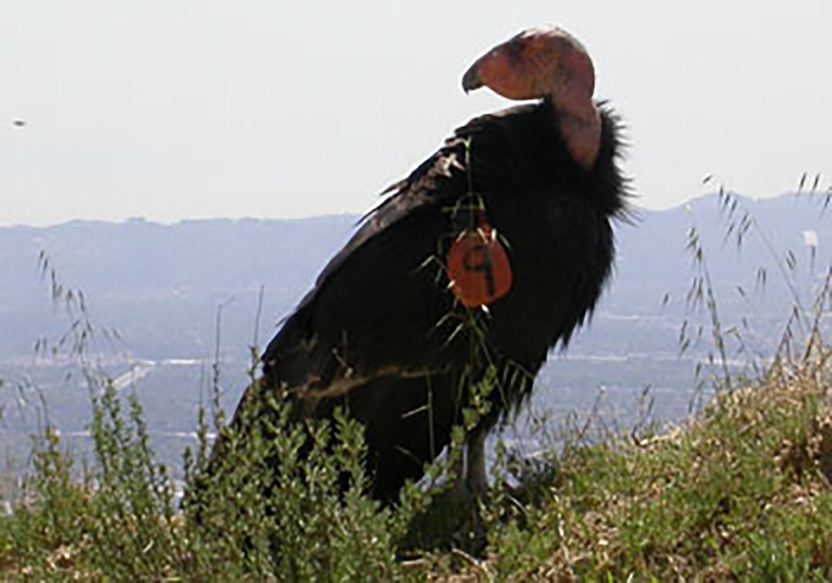 California Condor - Andrew Birch
