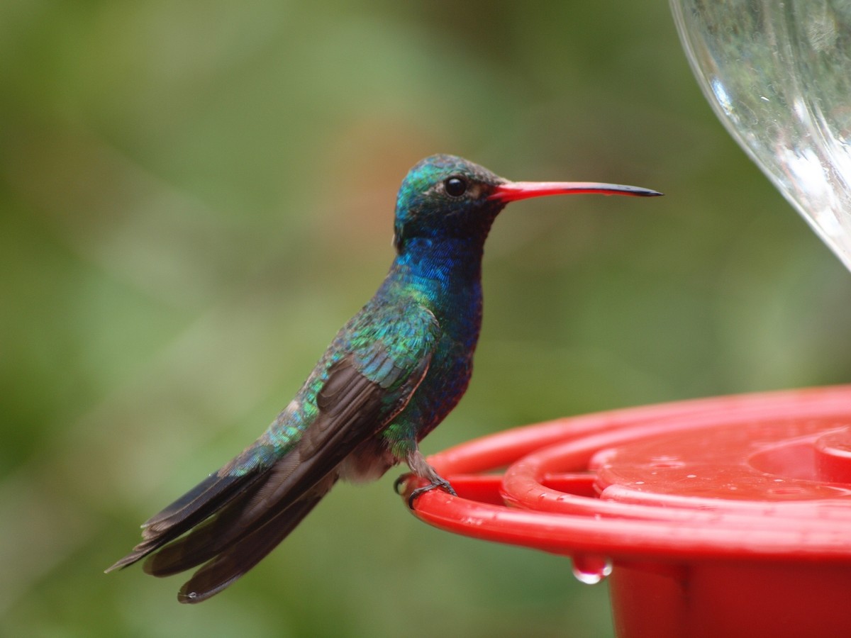 Broad-billed Hummingbird - Dan Gesualdo