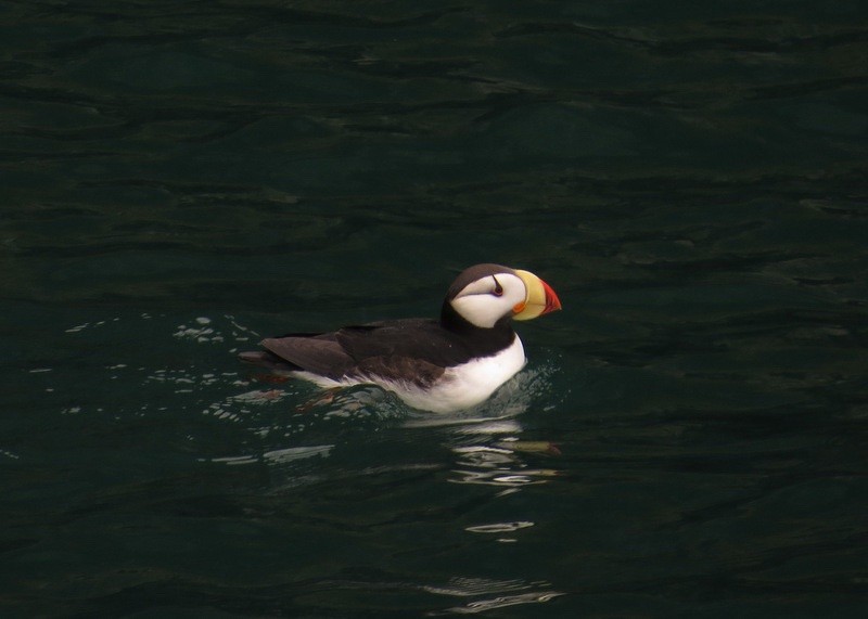 Horned Puffin - ML135190001