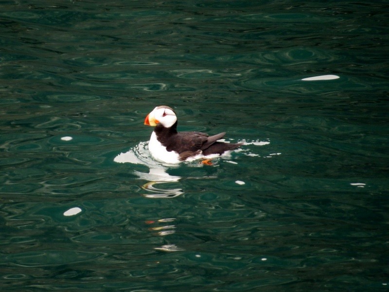 Horned Puffin - ML135190011
