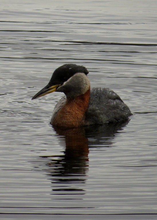 Red-necked Grebe - ML135190271