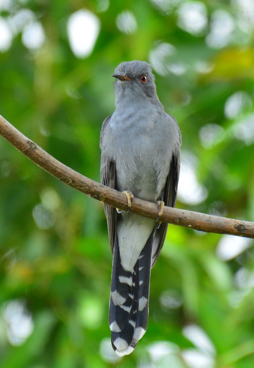Gray-bellied Cuckoo - ML135192241