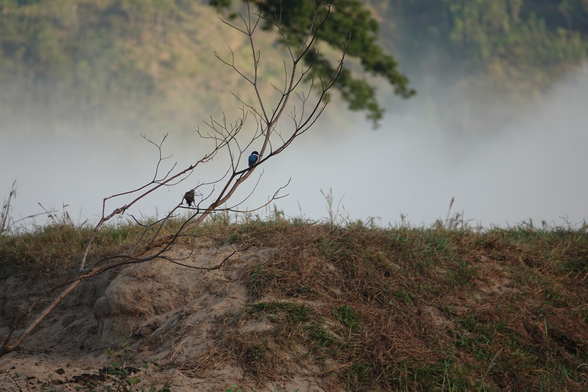 Forest Kingfisher - ML135192261