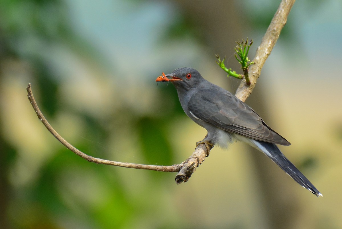 Gray-bellied Cuckoo - ML135195071