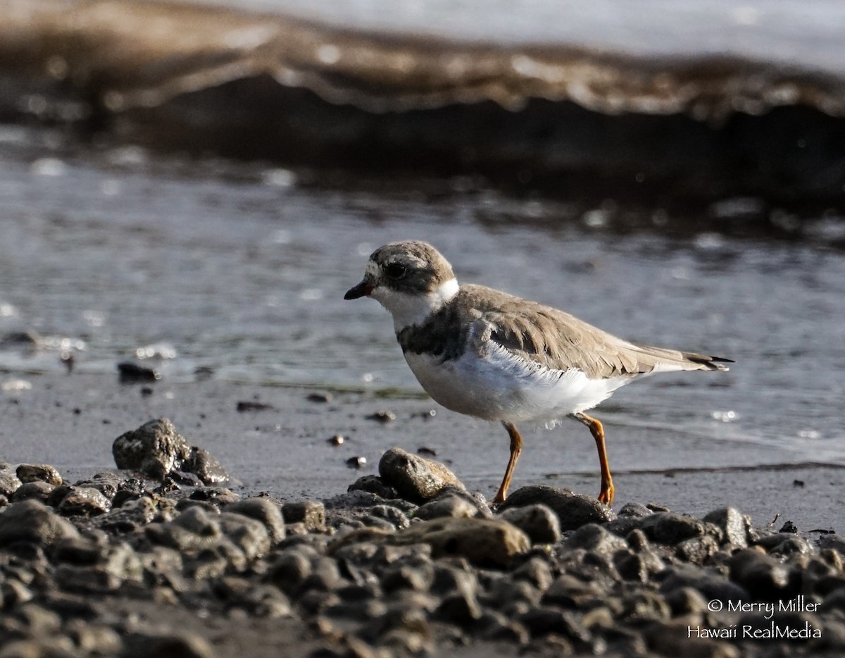Semipalmated Plover - ML135196101