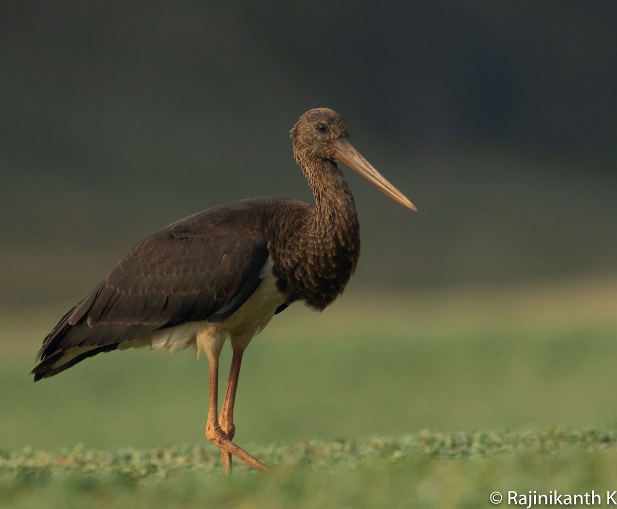 Black Stork - Rajinikanth Kasthuri