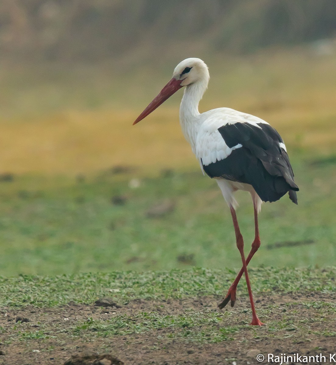 White Stork - Rajinikanth Kasthuri