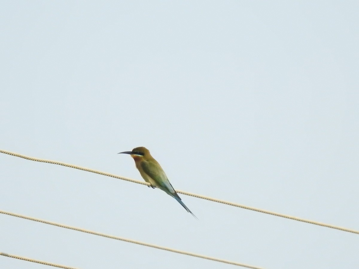 Blue-tailed Bee-eater - ML135197881