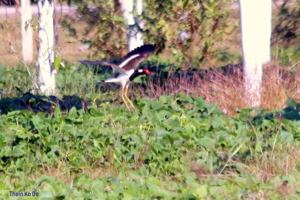 Red-wattled Lapwing - Mandalay In Bloom (MIB) Travel Agency