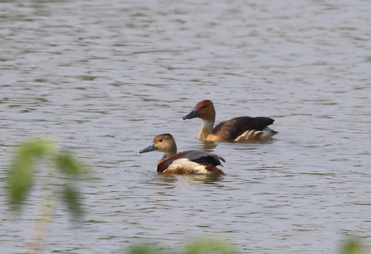 Fulvous Whistling-Duck - Bhaarat Vyas