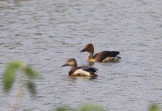 Fulvous Whistling-Duck, ML135199041