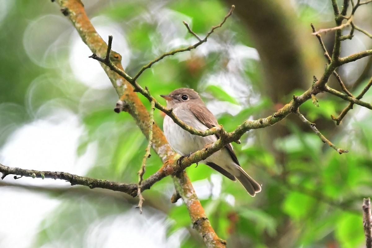 Asian Brown Flycatcher - Anonymous