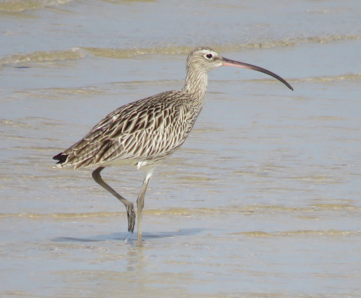 Eurasian Curlew - Brian James