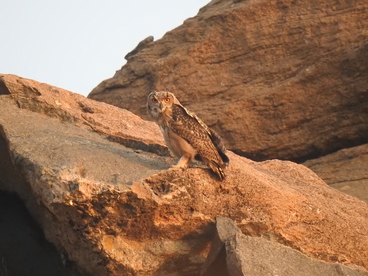 Rock Eagle-Owl - Sivakumar Ramasamy