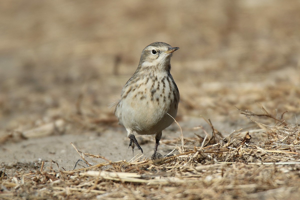 Water Pipit - ML135202871