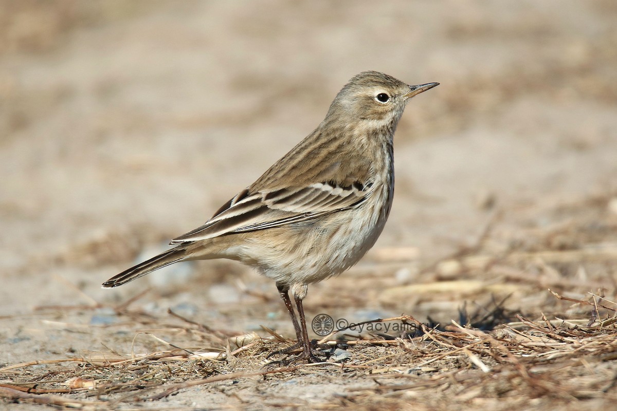 Water Pipit - Anonymous