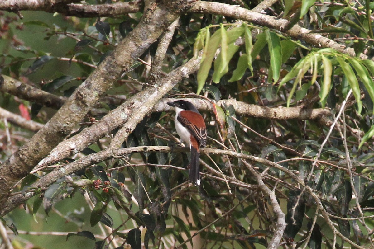 Burmese Shrike - Wonseok Jang