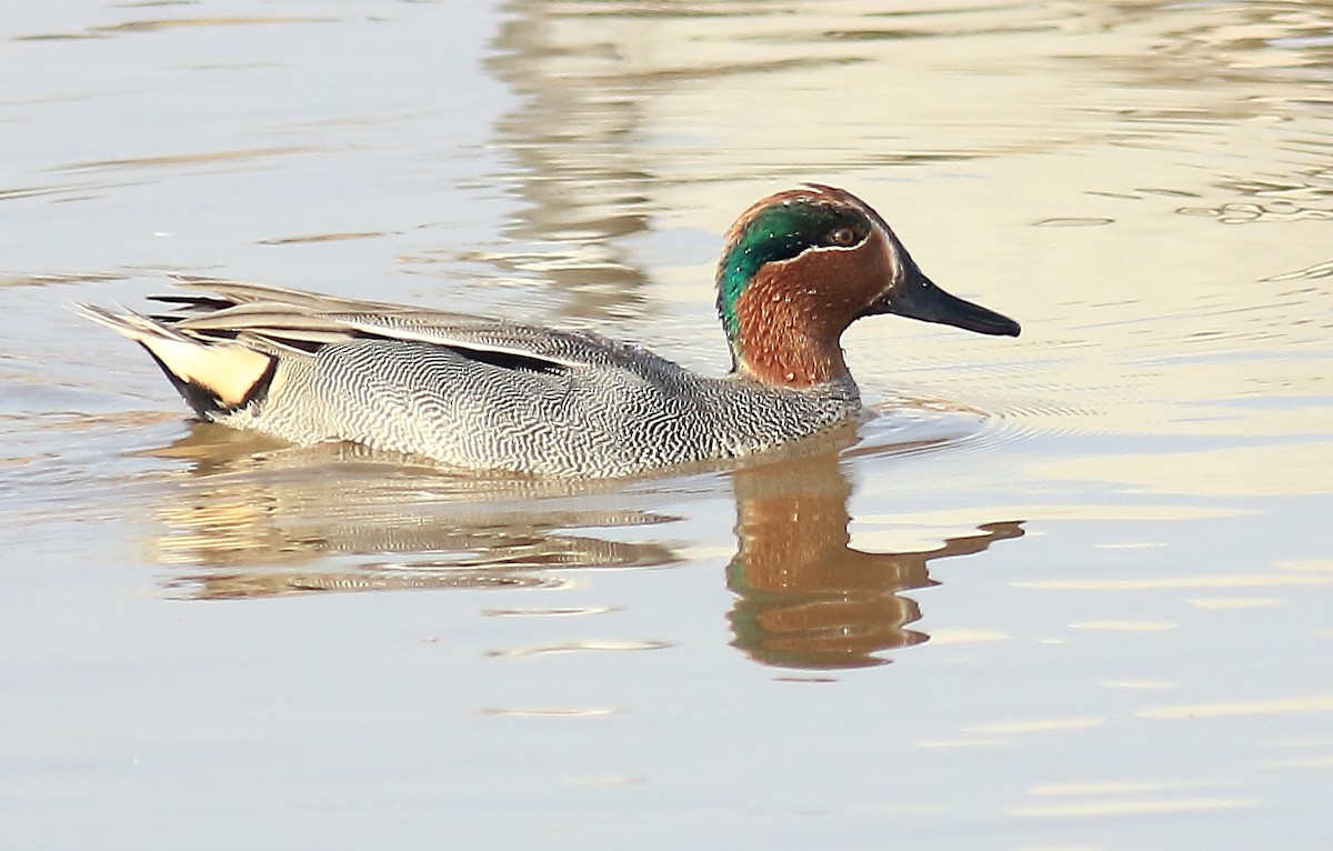 Green-winged Teal - ML135206481