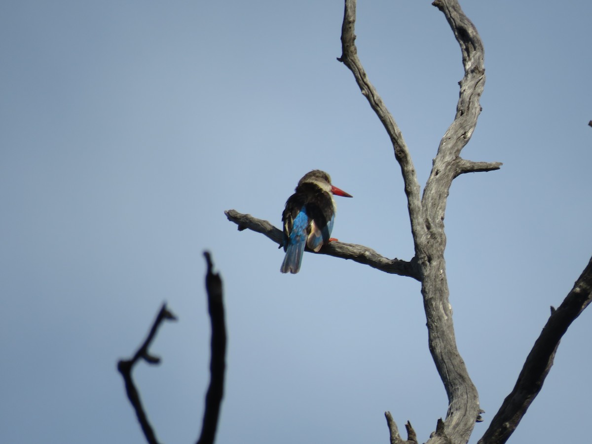 Brown-hooded Kingfisher - Will Baxter-Bray