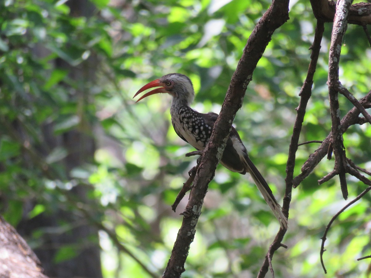 Southern Red-billed Hornbill - Will Baxter-Bray