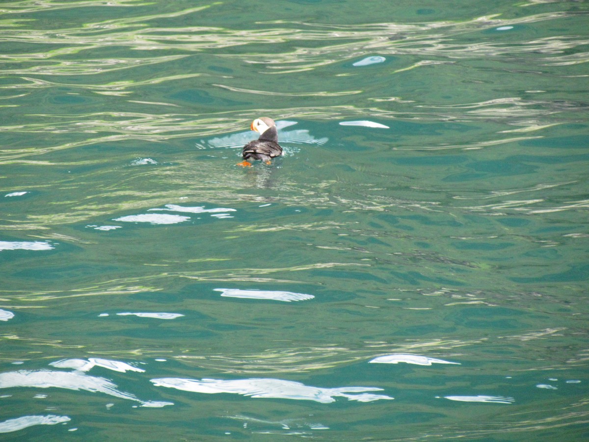Horned Puffin - ML135208621