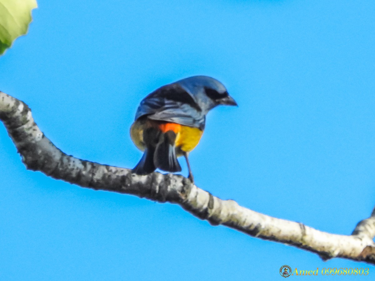 Blue-and-yellow Tanager - Amed Hernández