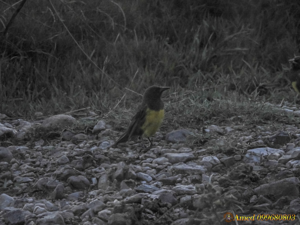Brown-and-yellow Marshbird - ML135212851