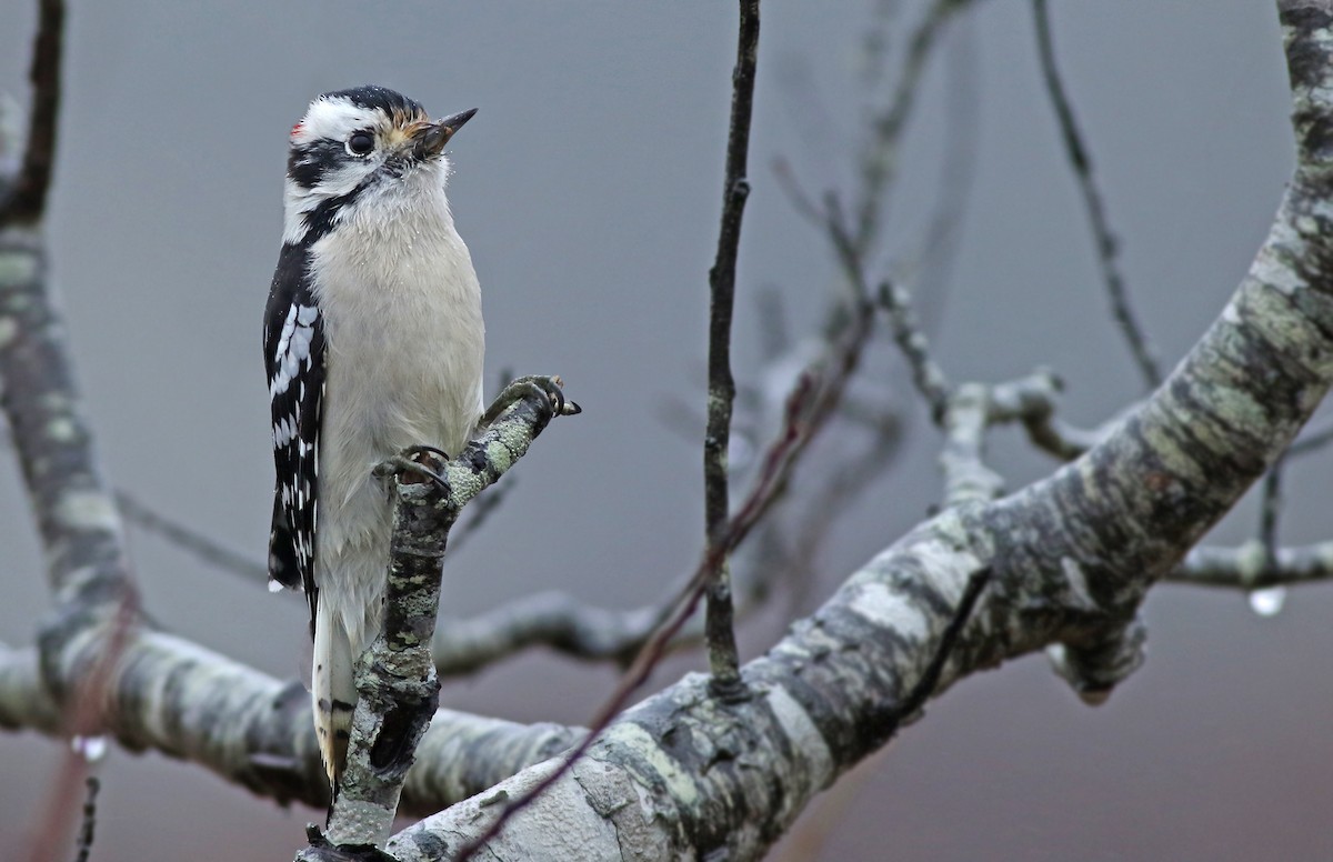 Downy Woodpecker (Eastern) - Jeremiah Trimble
