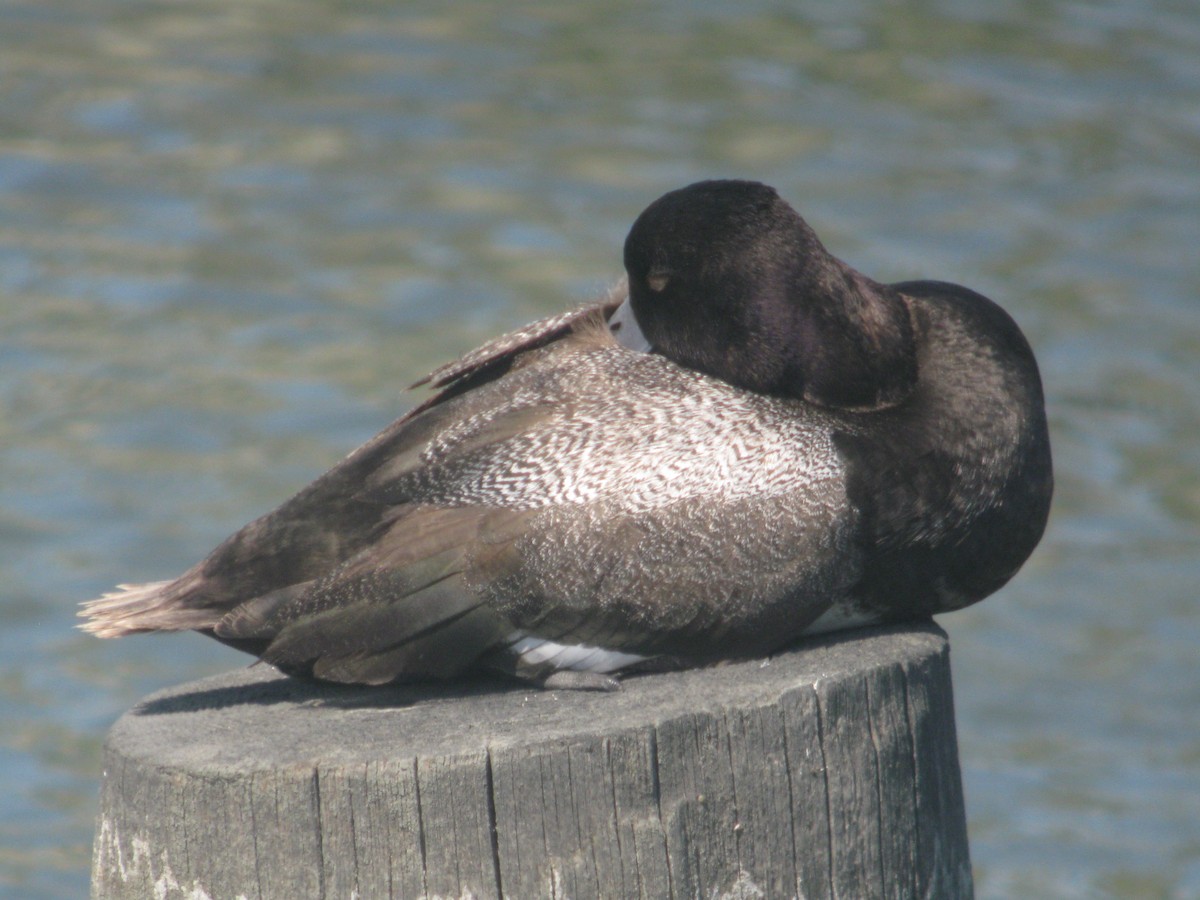 Ebird Checklist Jun Dupont Nature Center And Lighthouse Rd Species