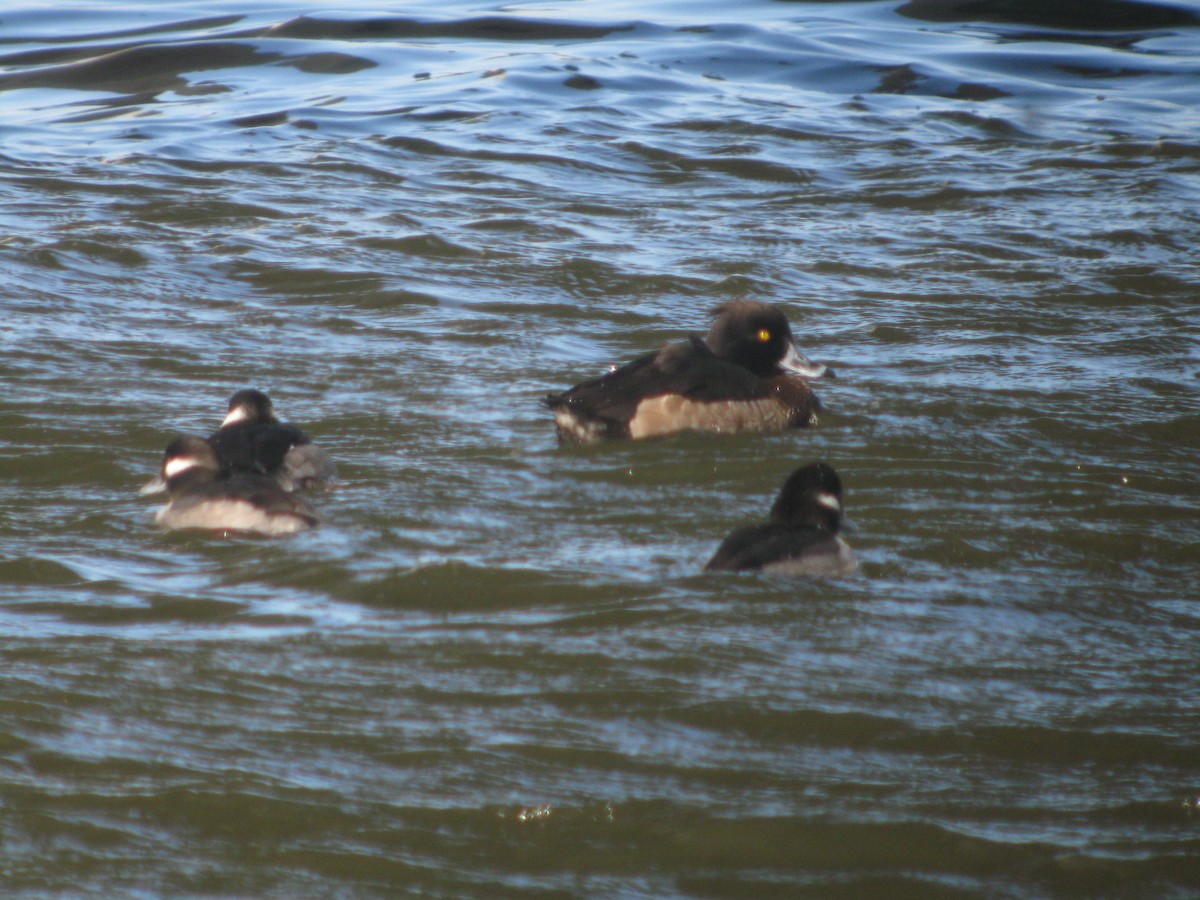 Tufted Duck - ML135213881