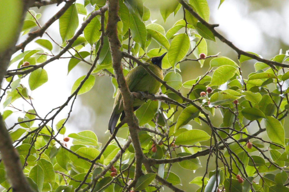 Lesser Green Leafbird - Kian Guan Tay