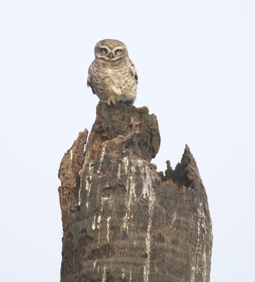 Spotted Owlet - ML135220211