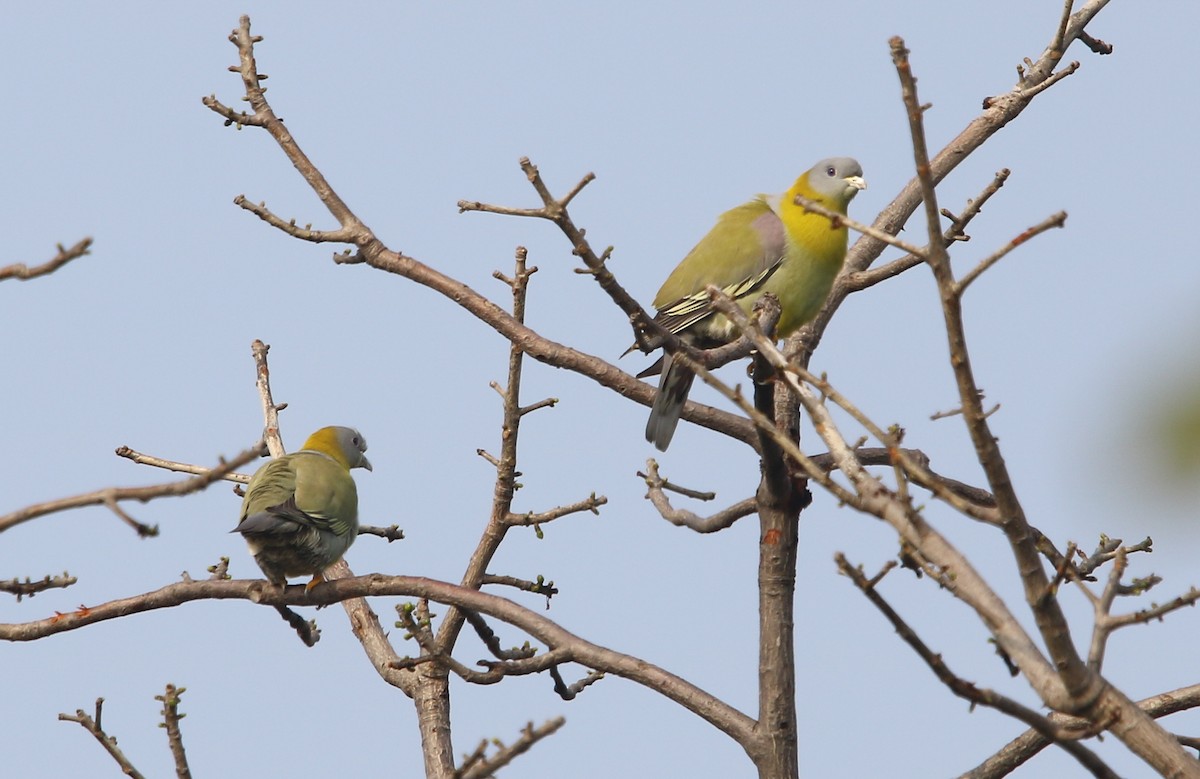 Yellow-footed Green-Pigeon - ML135220661