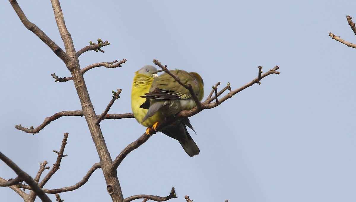 Yellow-footed Green-Pigeon - ML135220671