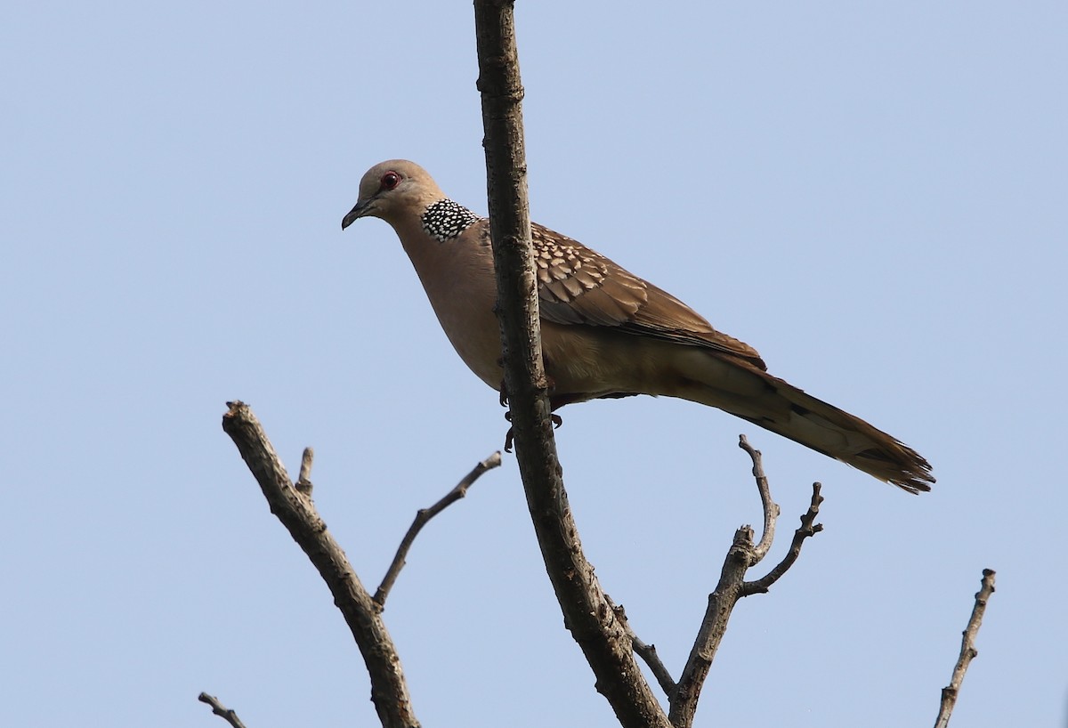 Spotted Dove - ML135221861