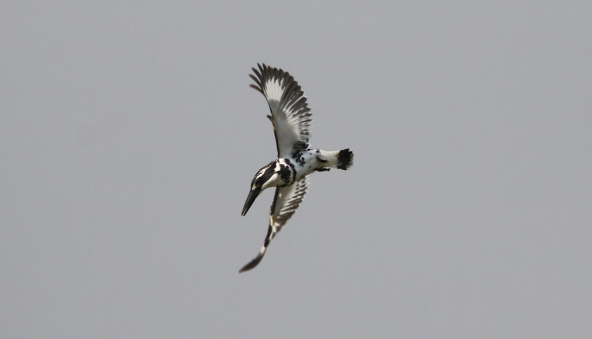 Pied Kingfisher - Bhaarat Vyas