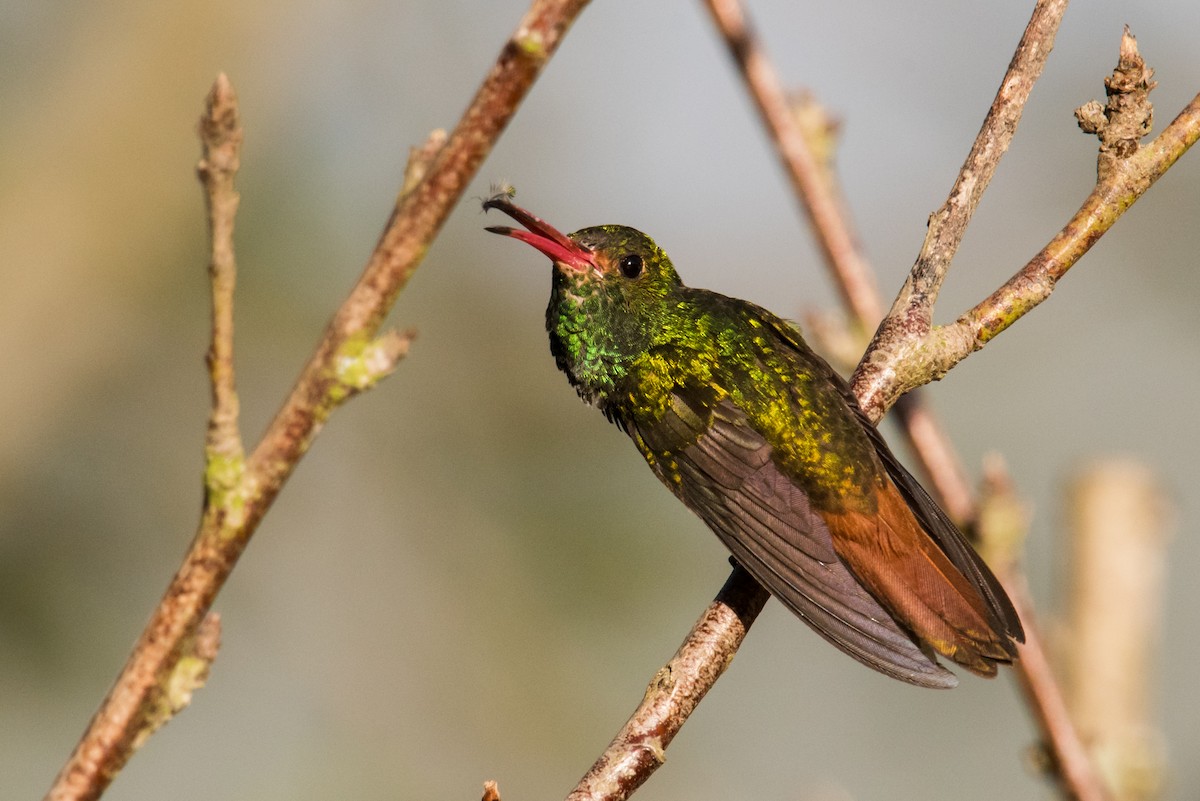 Rufous-tailed Hummingbird - ML135225211
